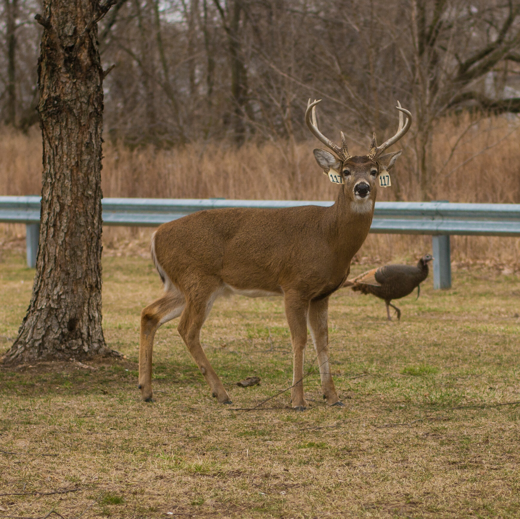 New York deer contracts the Omicron variant
