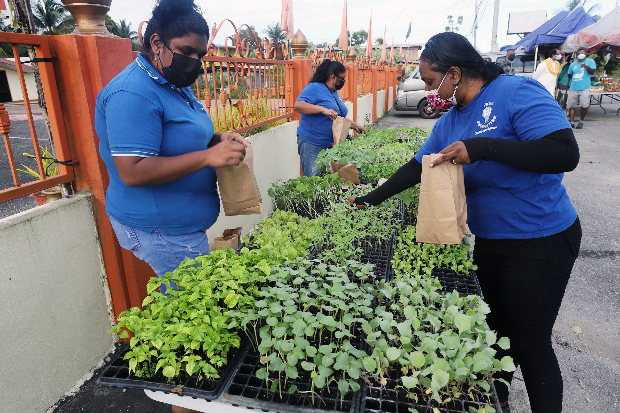 Free Seedlings Handed Out In Central Trinidad