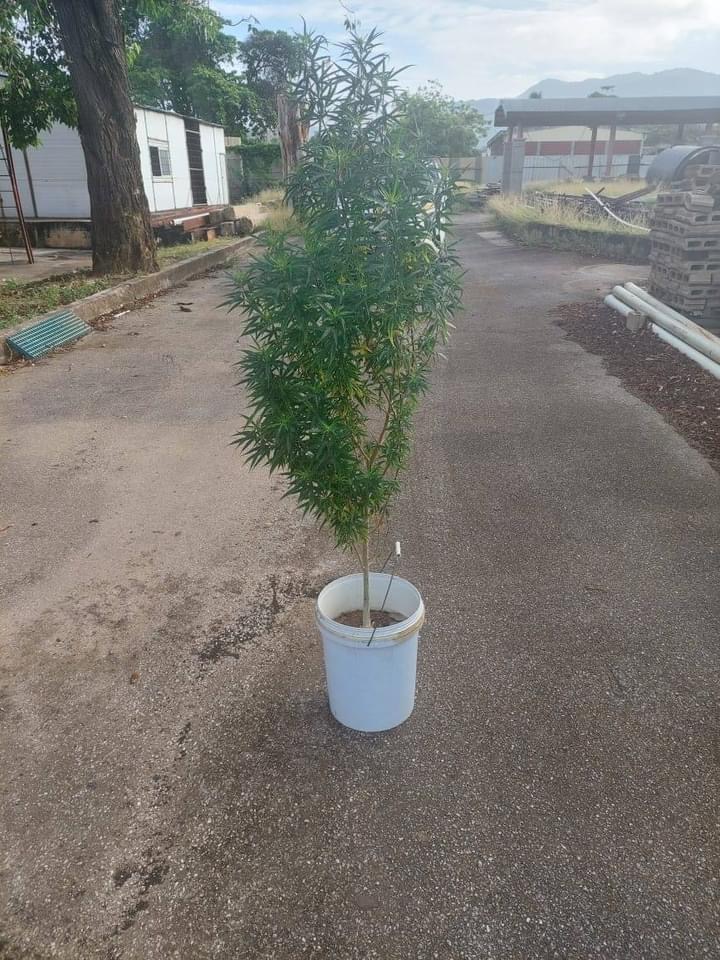 Chinese national arrested for growing a marijuana tree in a school