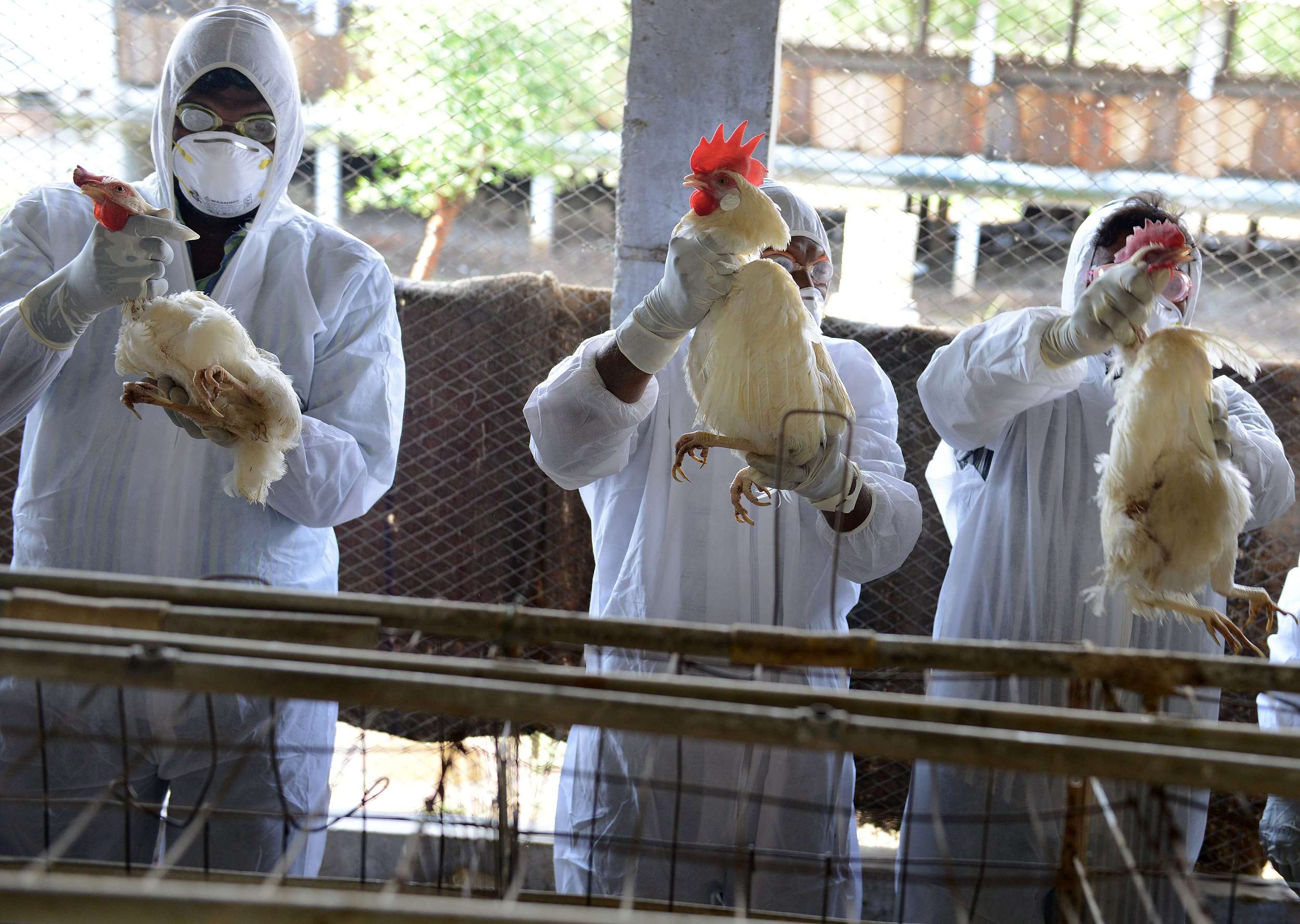 Avian flu spreads to 27 US states, sharply driving up egg prices