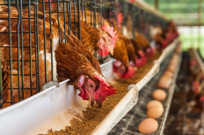 Animal feed and table egg prices to increase from Monday