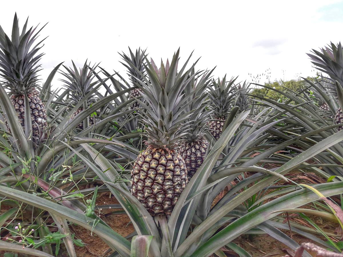 Pineapple farmer murdered in Tableland