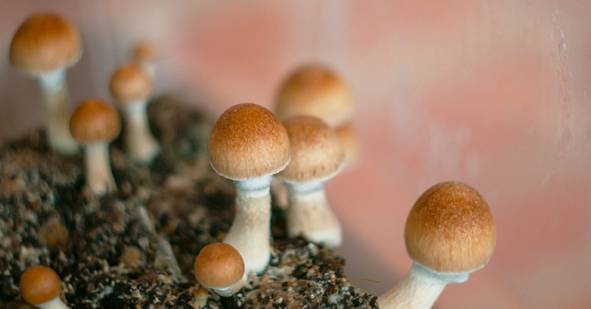Mushrooms are now replacing alcohol at weddings