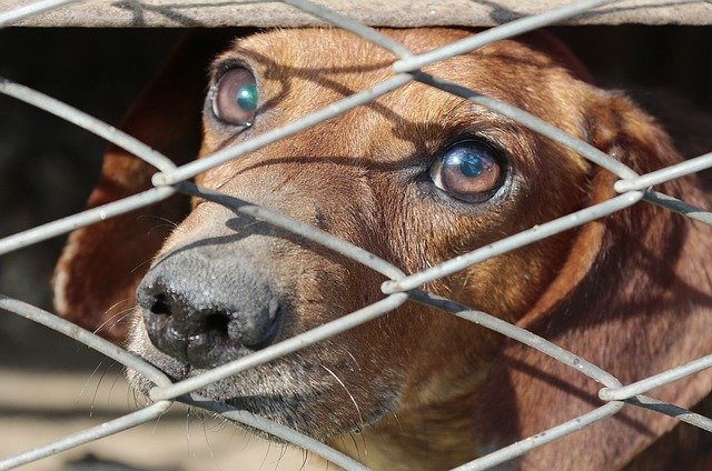 “Give Our Animals Love” Calls For New Policy To Avoid Unlawful Euthanization Of Animals