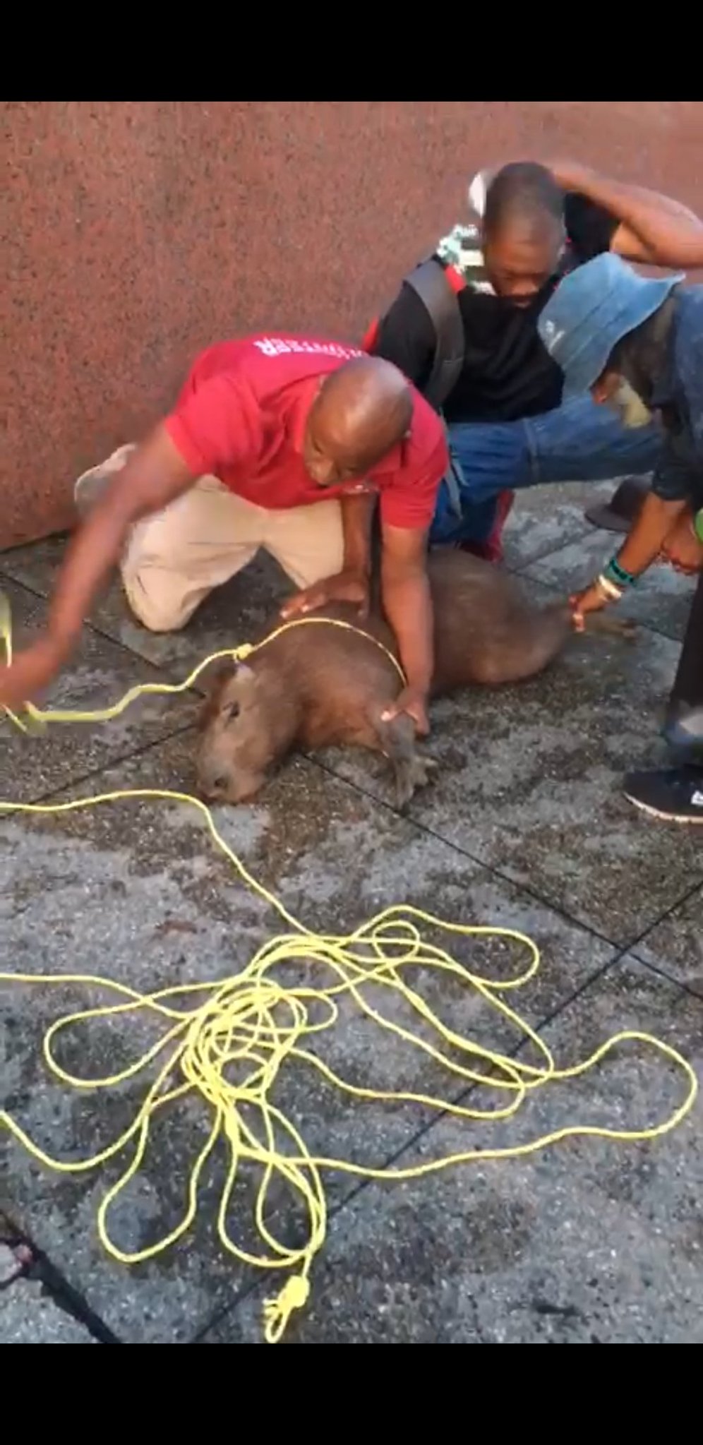 Capybara caught by a group of men in PoS