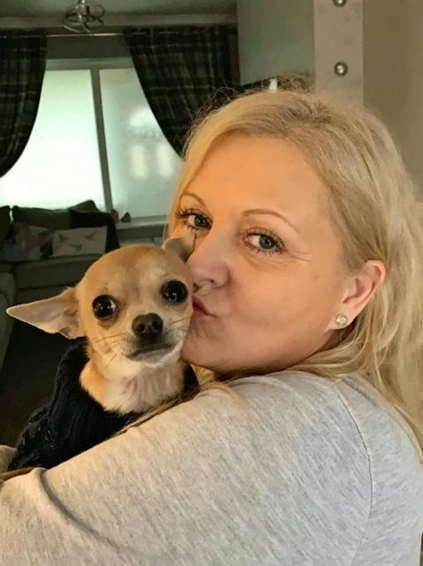 Chihuahua sends woman to hospital after bedroom diarrhoea incident