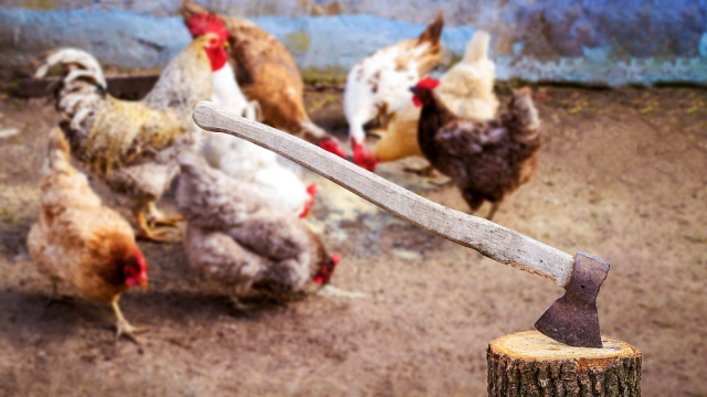 Kenyan students made to behead chicken as part of school curriculum