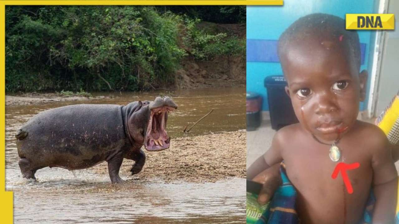 Hippopotamus in Uganda swallowed a toddler then puked him back out