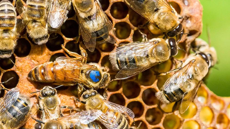 US approves world’s first vaccine for declining honey bees