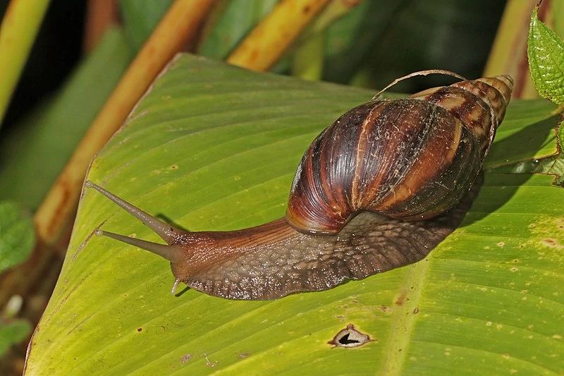 Agriculture Ministry introduces bounty system to catch Giant African Snails