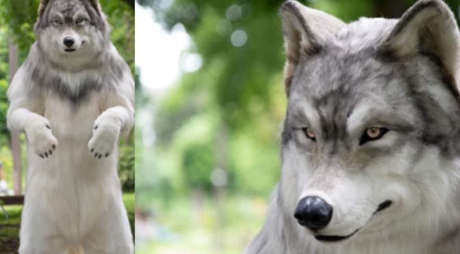 Man spent $3M yen on realistic wolf costume