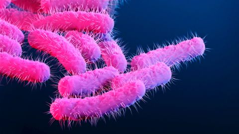 Antibiotic-resistant strain of the Shigella bacteria detected in the U.S