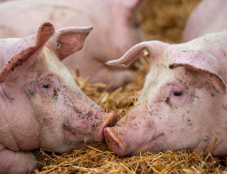 Pork industry told to lookout for deadly African Swine Fever Virus