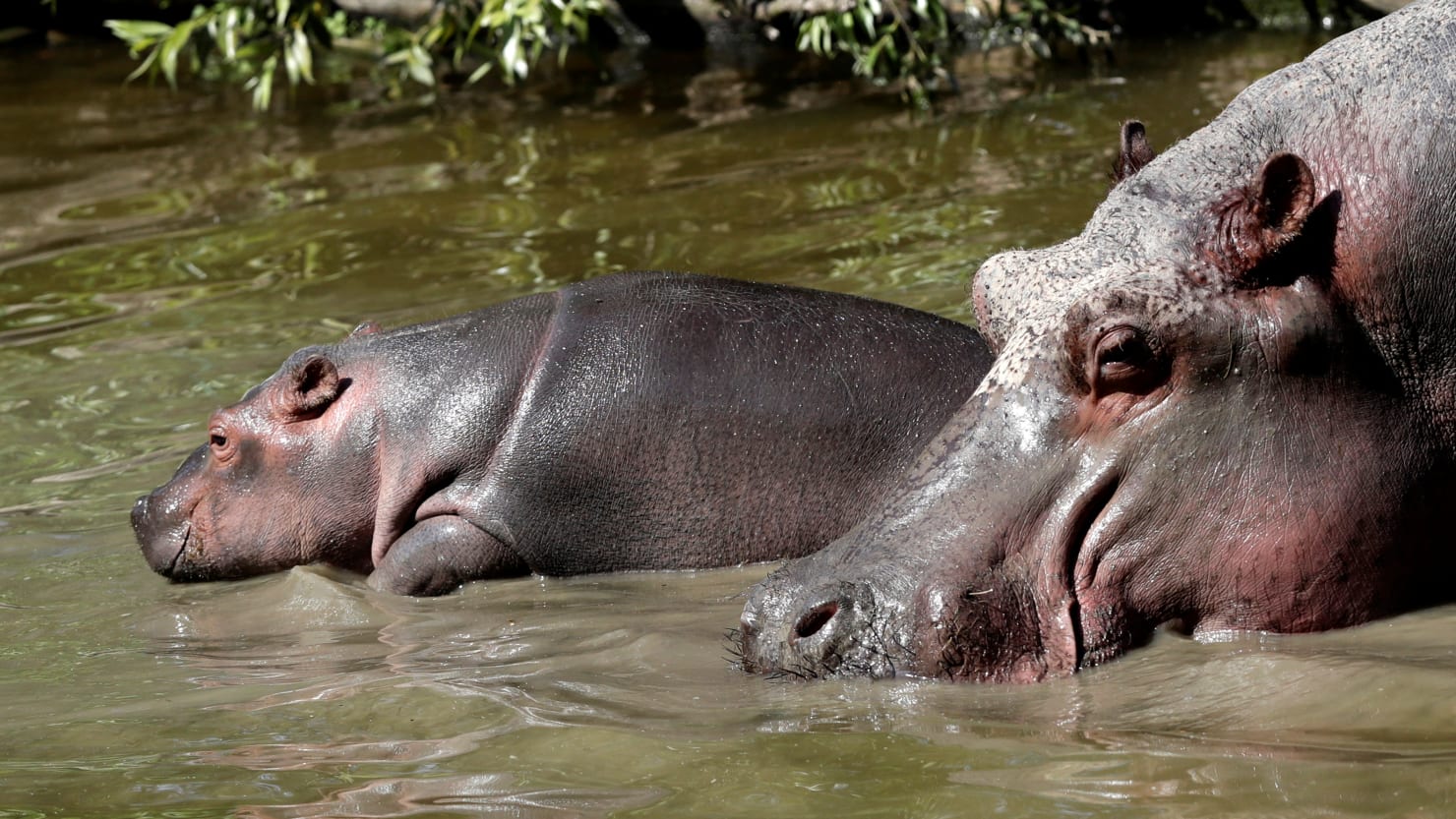 Toddler dead, 23 missing after hippo attacks river boat in Malawi