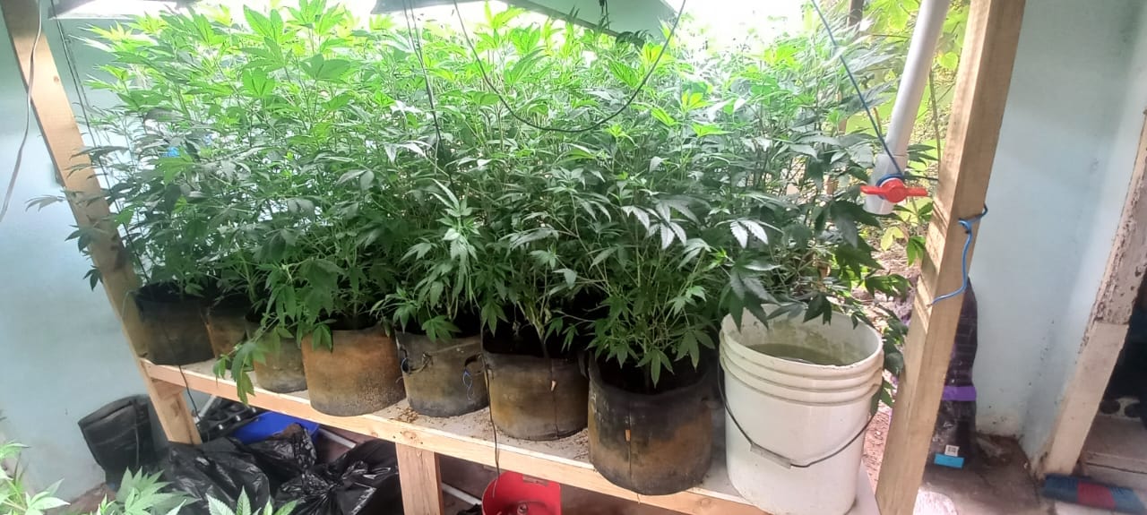 Police seize 115 marijuana plants, ammo, bulletproof vest in St. Ann’s