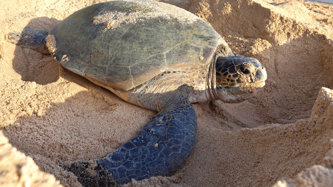 Public told to respect turtles nesting sites as nesting season begins