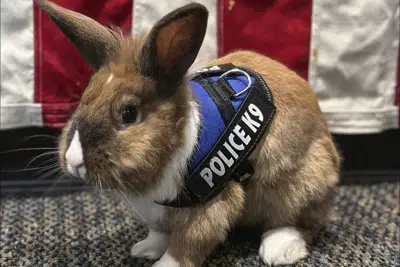 Meet Percy, the police rabbit. Yes, that’s fur real!