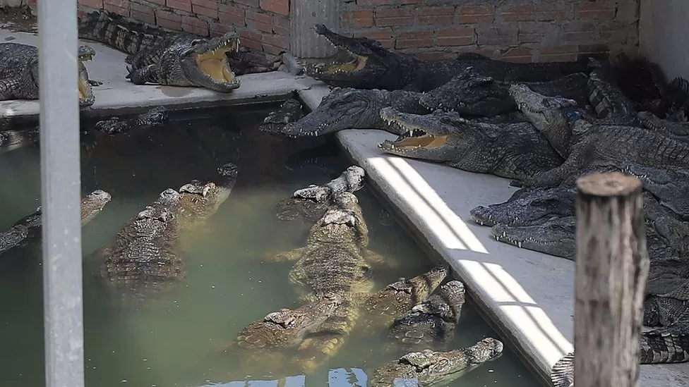 Crocodile farmer killed after falling into enclosure in Cambodia