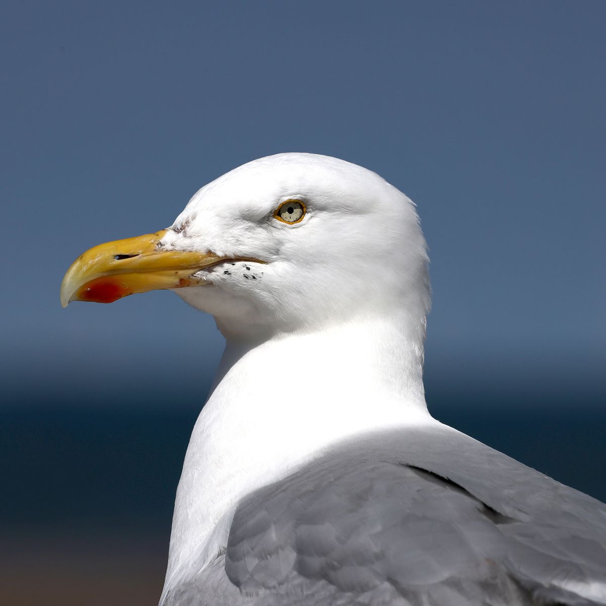 Seagulls high after stealing drugs from beachgoers