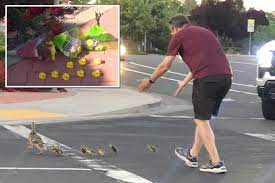 California man knocked down after helping ducks cross a busy road