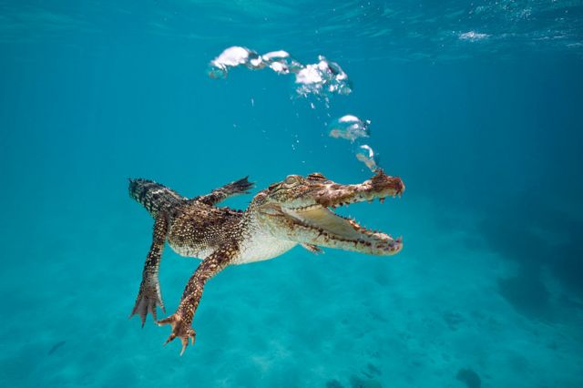 Snorkeller prises crocodile’s jaws off his head at Australian resort