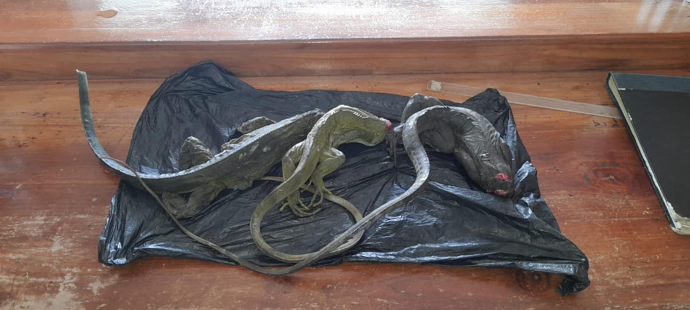 3 siblings fined for possession of marijuana, prohibited animal carcasses
