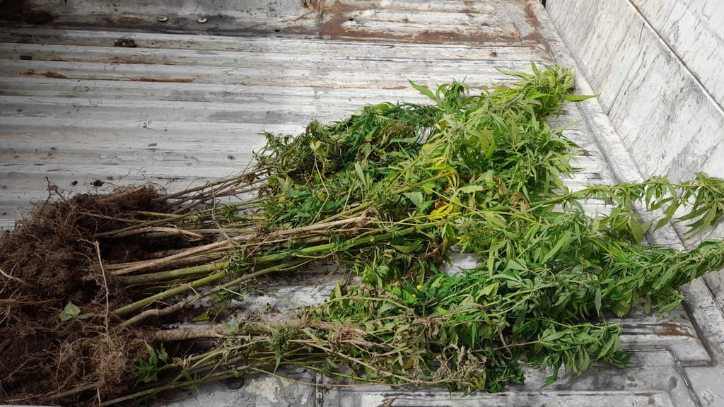 $100K in marijuana destroyed by Toco police