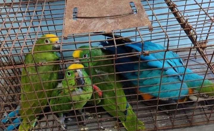 18-year-old among three detained for possession of protected animals