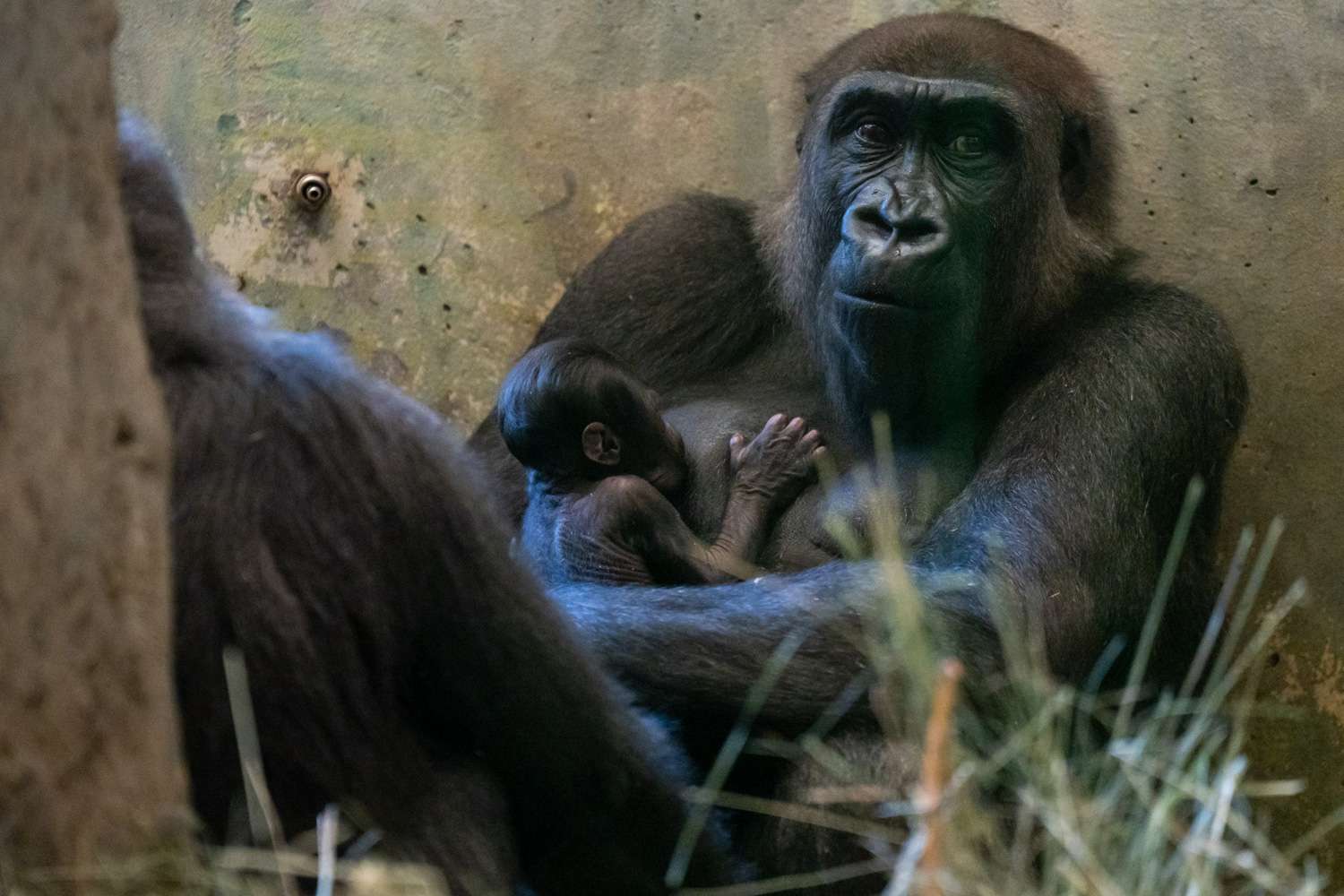 Gorilla thought to be male surprises zoo with birth