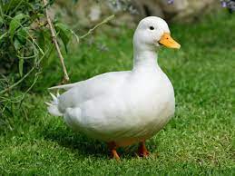 Police search for man and woman fighting in the street over a duck