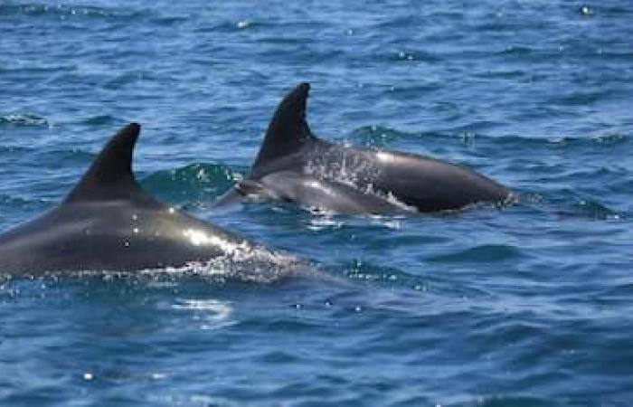Swimmers injured in dolphin attacks on Japan beach