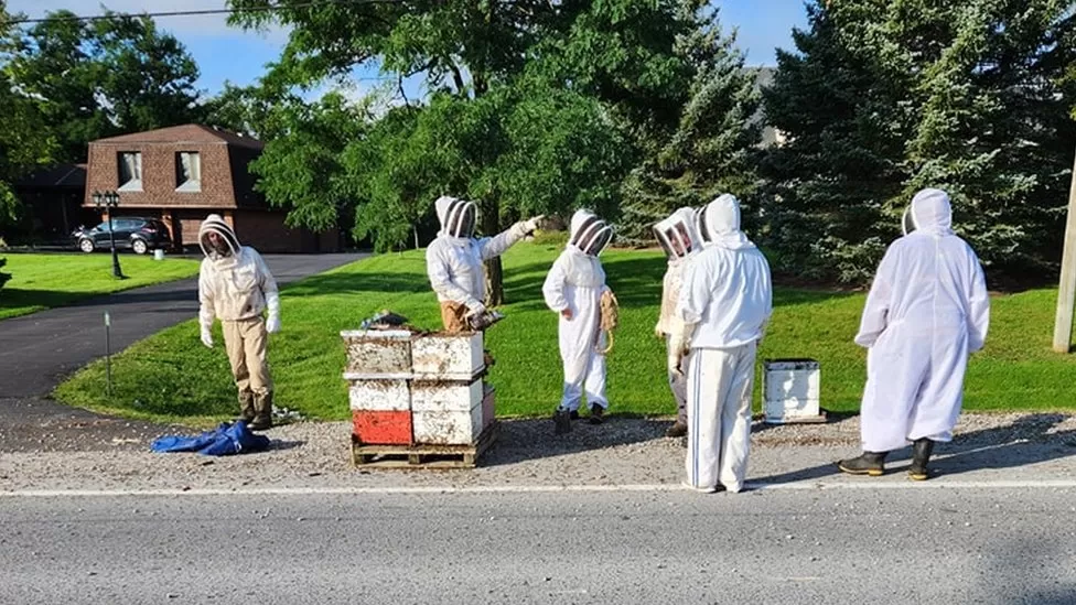 Beekeepers to the rescue after 5 million bees fall off truck in Canada