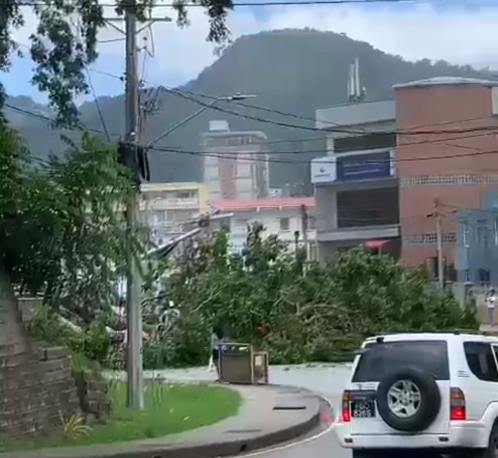 WATCH: Large tree falls across the roadway at Saddle Road, Maraval