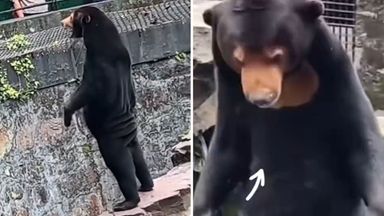 Chinese zoo denies bears are humans in costume!