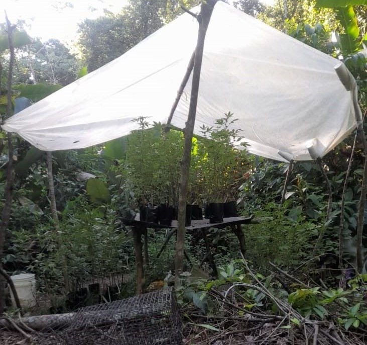 $80k worth of marijuana uprooted and destroyed in Biche