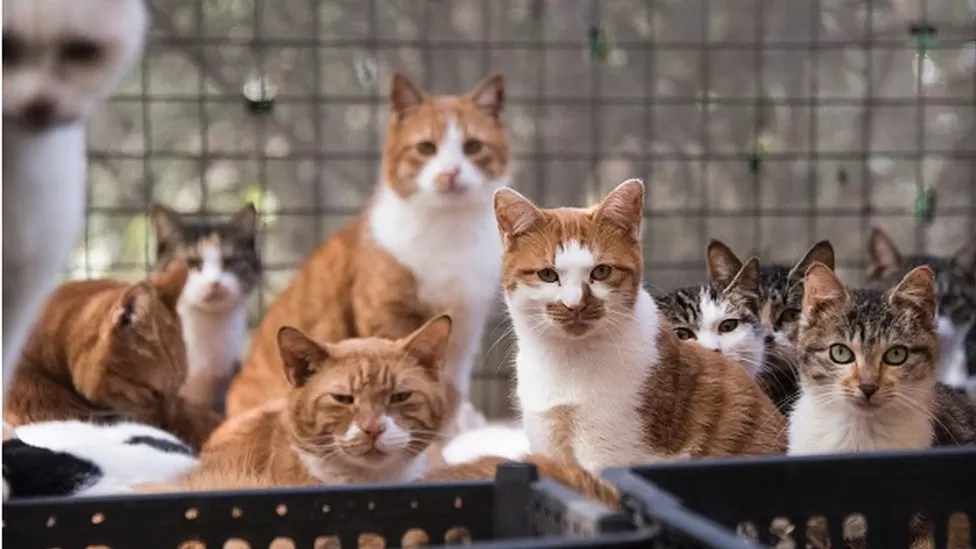 1,000 cats saved from being slaughtered and sold as pork