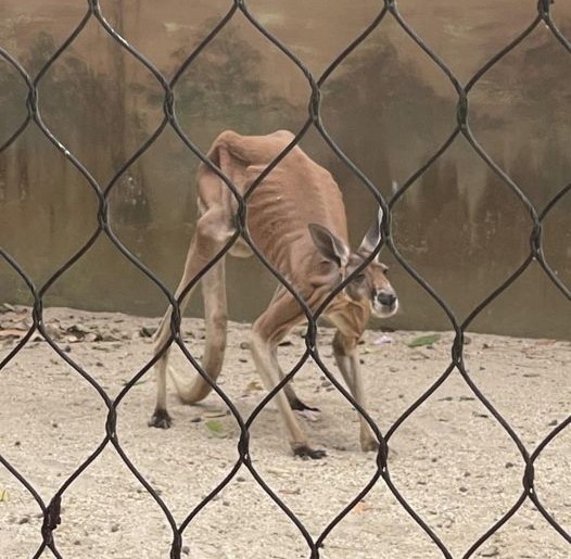 Agriculture Ministry acknowledges public outcry over emaciated kangaroo
