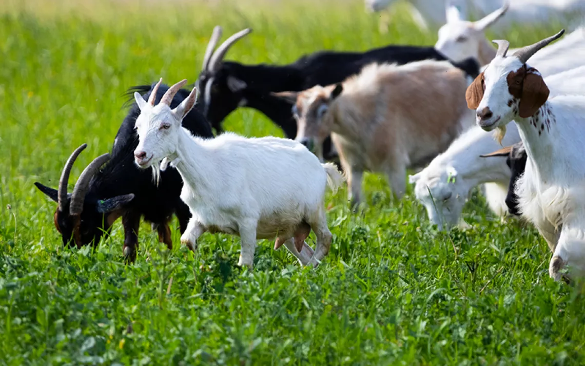 MALF warns of sale of illegal livestock