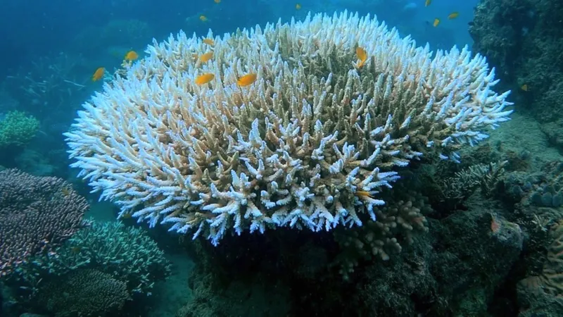 US Oceanic body warns coral around the world dying with record heat
