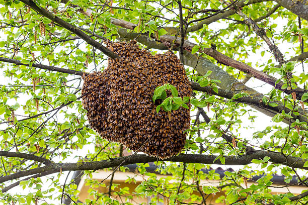 Agriculture Ministry To Continue Monitoring Palmiste Park Following Recent Bee Attack