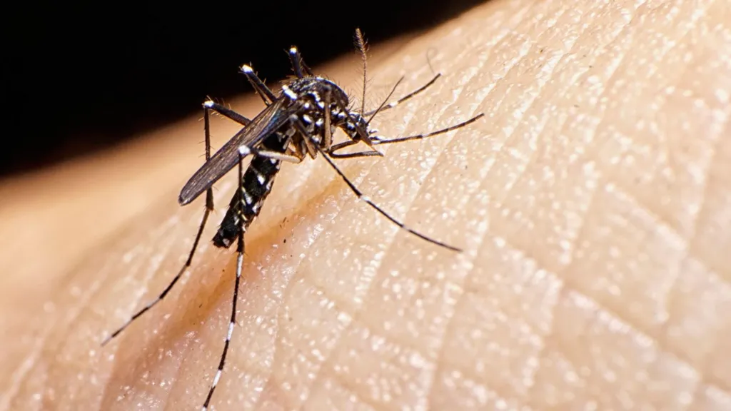 Parliament Told 123 Confirmed Lab Cases Of Dengue In T&T So Far In 2024