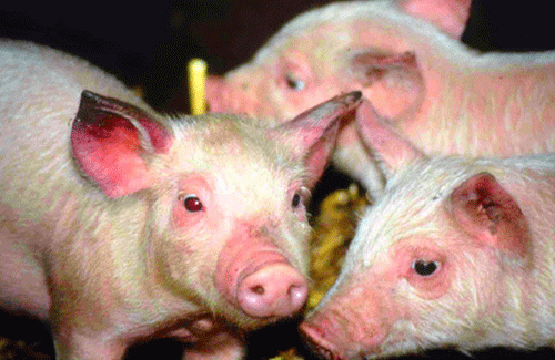 MALF reveals pig disease detected at South Trinidad farm